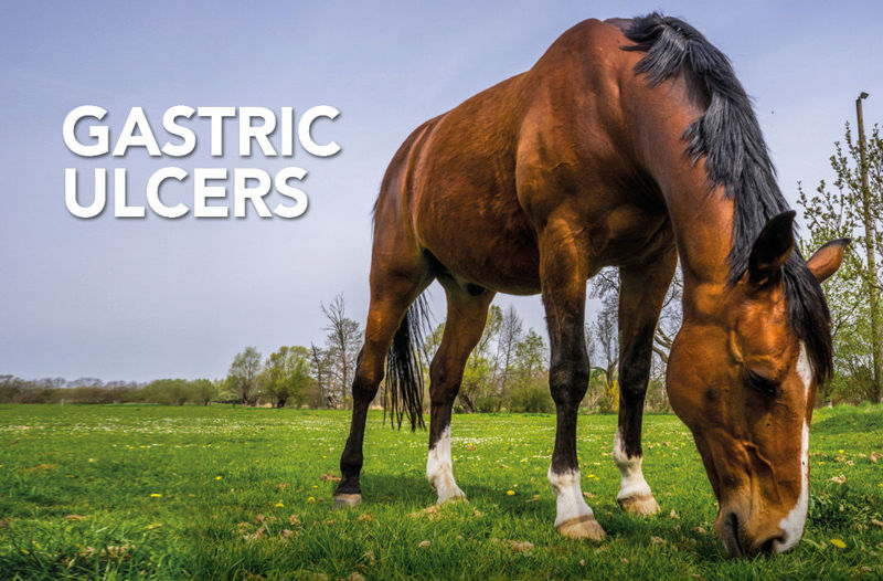 Gastric Ulcers - Equine Science Matters™